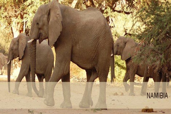 Tshokwane Safaris