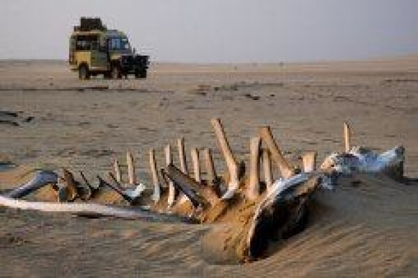Tshokwane Safaris
