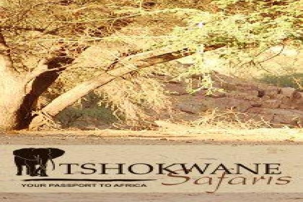 Tshokwane Safaris