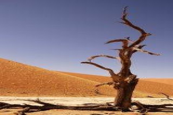Tshokwane Safaris