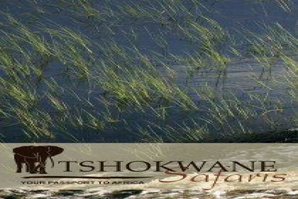 Tshokwane Safaris