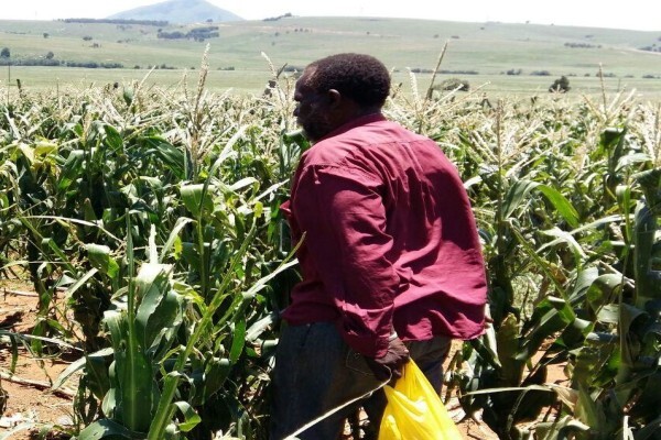 Umsizi