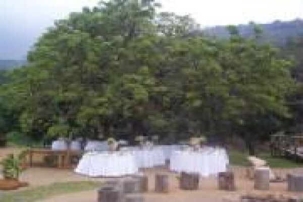 Under The Marula