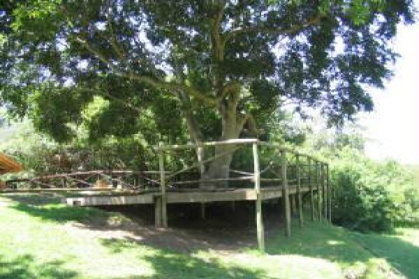 Under The Marula