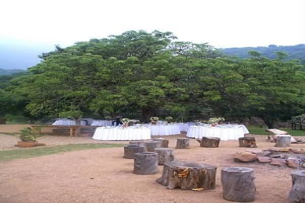 Under The Marula