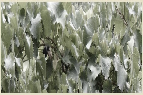 Wolvendrift Wines
