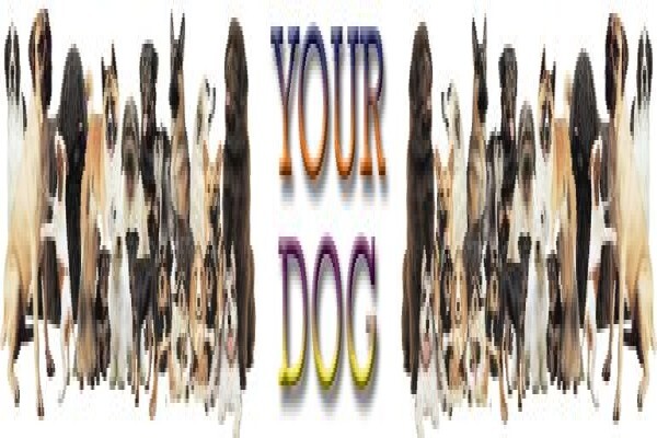 Wuma Dog Food