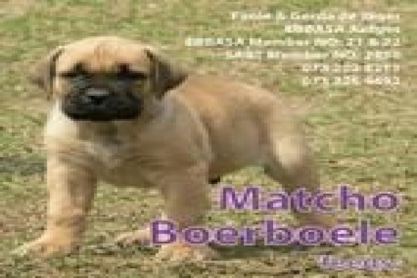 Wuma Dog Food