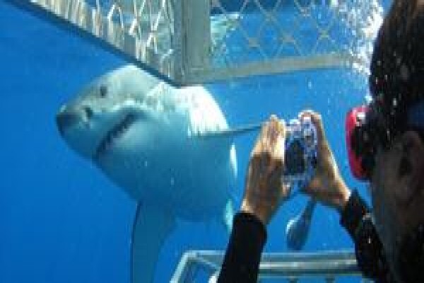 Zippy Tours