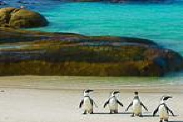Zippy Tours