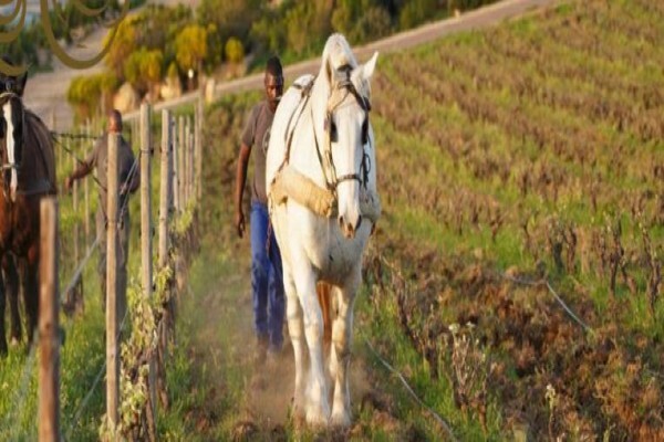 Waterkloof Wines