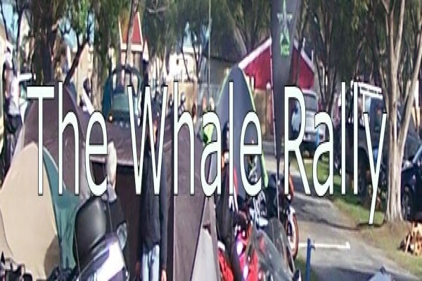 Whale Rally