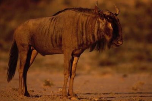 Wild Route Environmental Consultants
