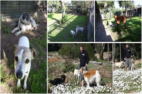 Windstone Boarding Kennels