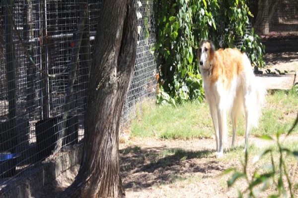 Windstone Boarding Kennels