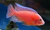 Cichlid Warehouse