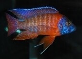 Cichlid Warehouse