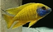 Cichlid Warehouse