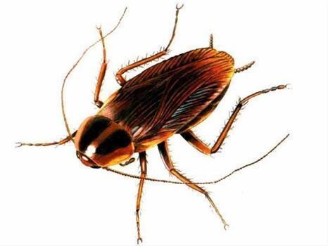 Cockroach Elimination