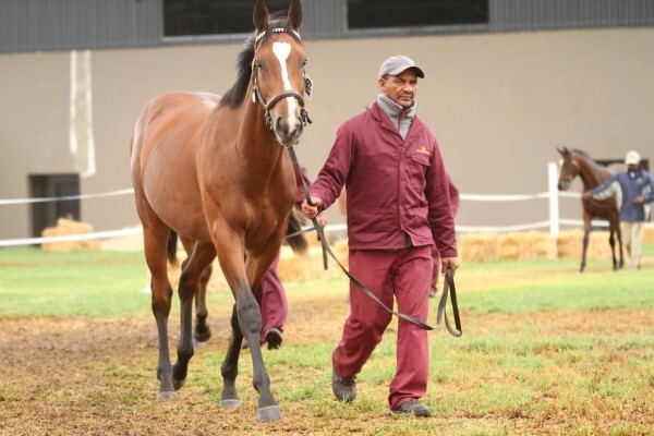 Cheveley Stud