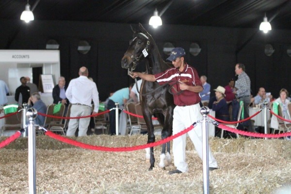 Cheveley Stud