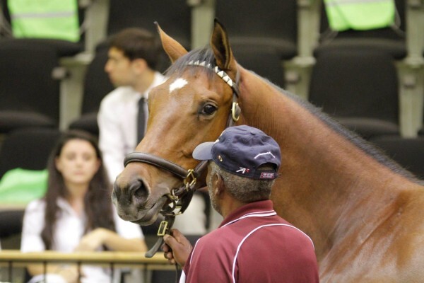 Cheveley Stud