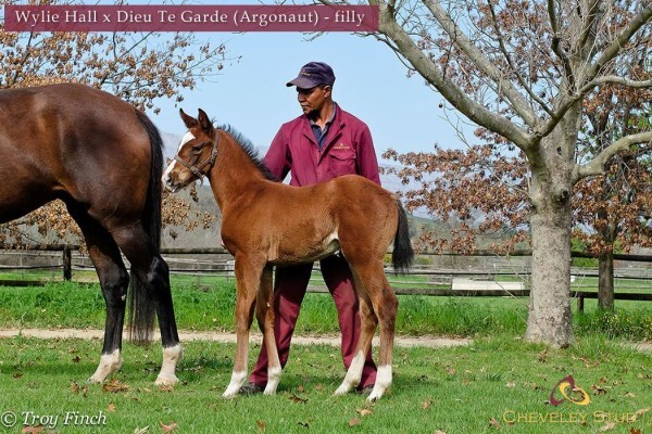 Cheveley Stud