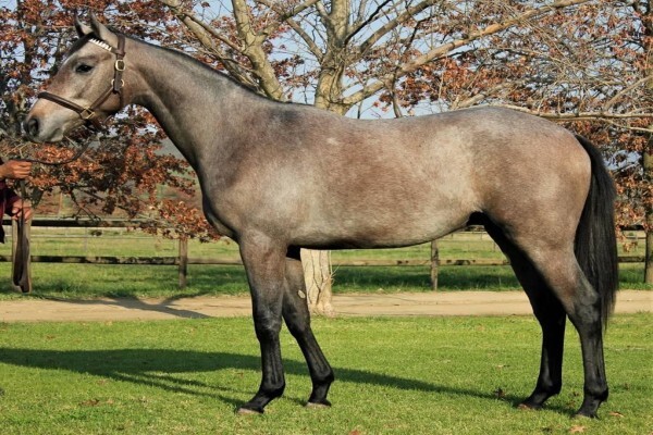 Cheveley Stud