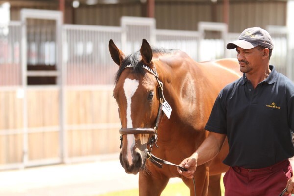Cheveley Stud