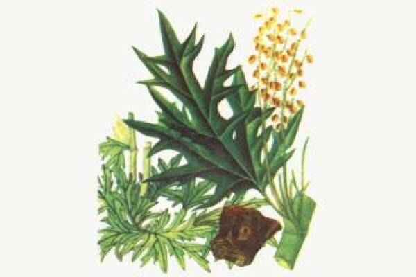 Chinaherb