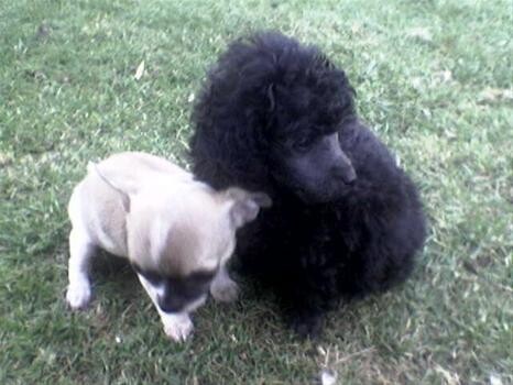 Chipood Kennels