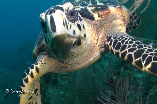 Diving World