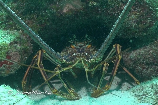 Diving World