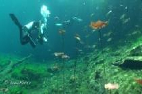 Diving World