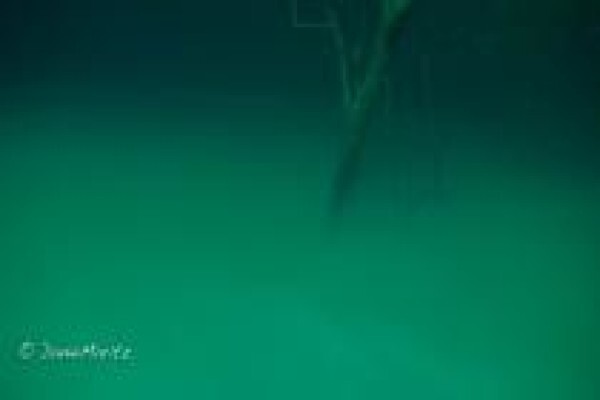 Diving World