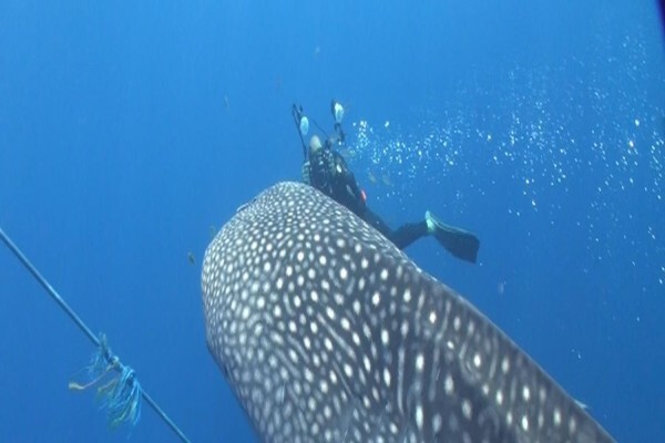 Diving World