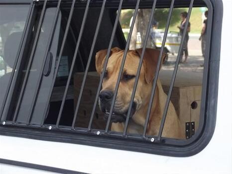 The Pets Taxi