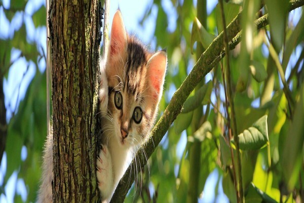 The Thinkingpets Behaviour Practice