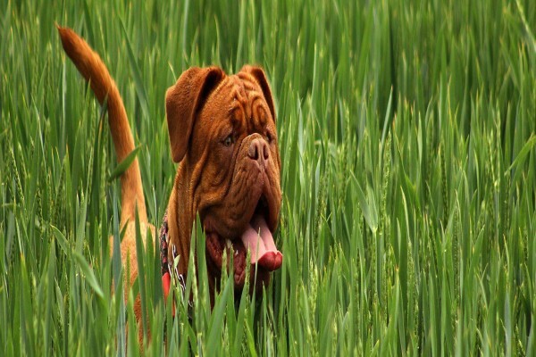 The Thinkingpets Behaviour Practice