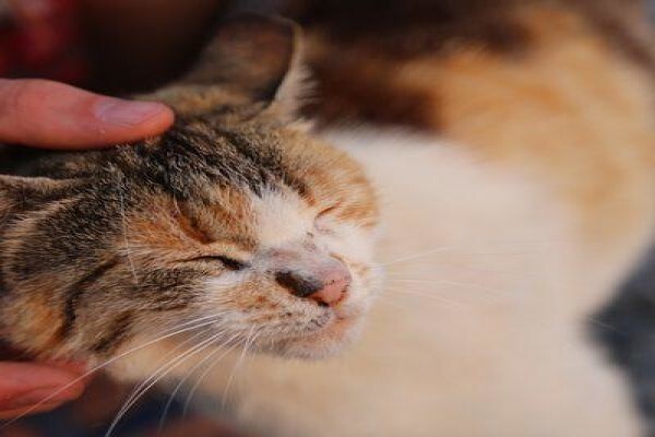 The Thinkingpets Behaviour Practice