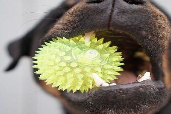The Thinkingpets Behaviour Practice