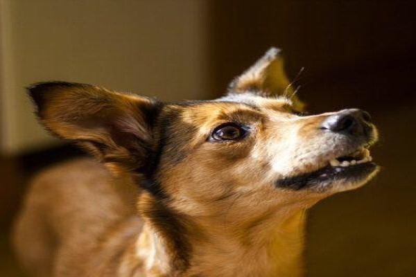 The Thinkingpets Behaviour Practice