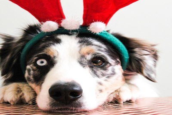 The Thinkingpets Behaviour Practice
