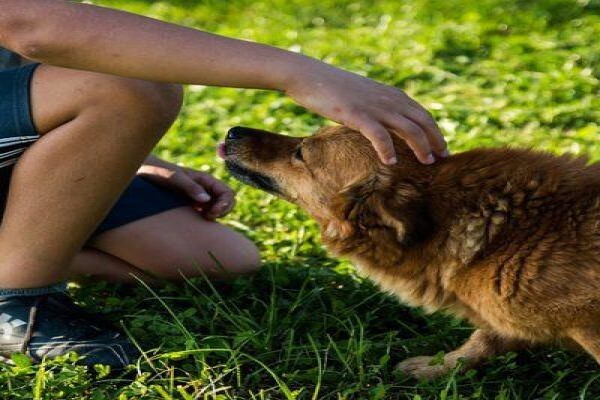 The Thinkingpets Behaviour Practice