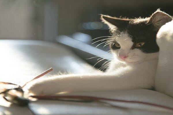 The Thinkingpets Behaviour Practice