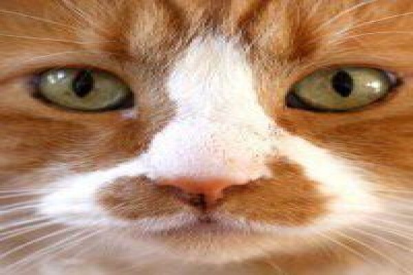The Thinkingpets Behaviour Practice