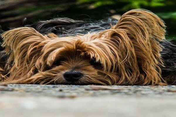 The Thinkingpets Behaviour Practice