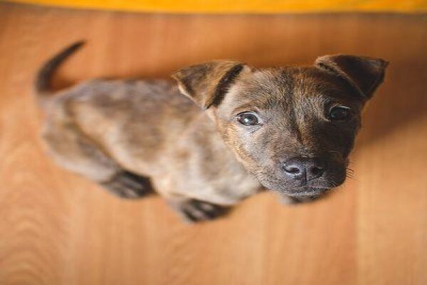 The Thinkingpets Behaviour Practice