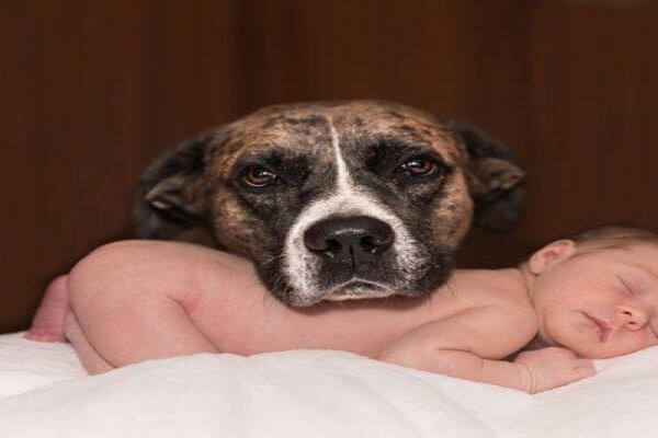The Thinkingpets Behaviour Practice