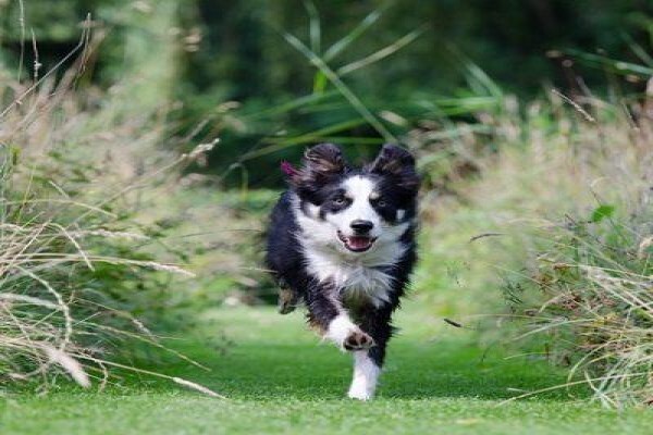 The Thinkingpets Behaviour Practice